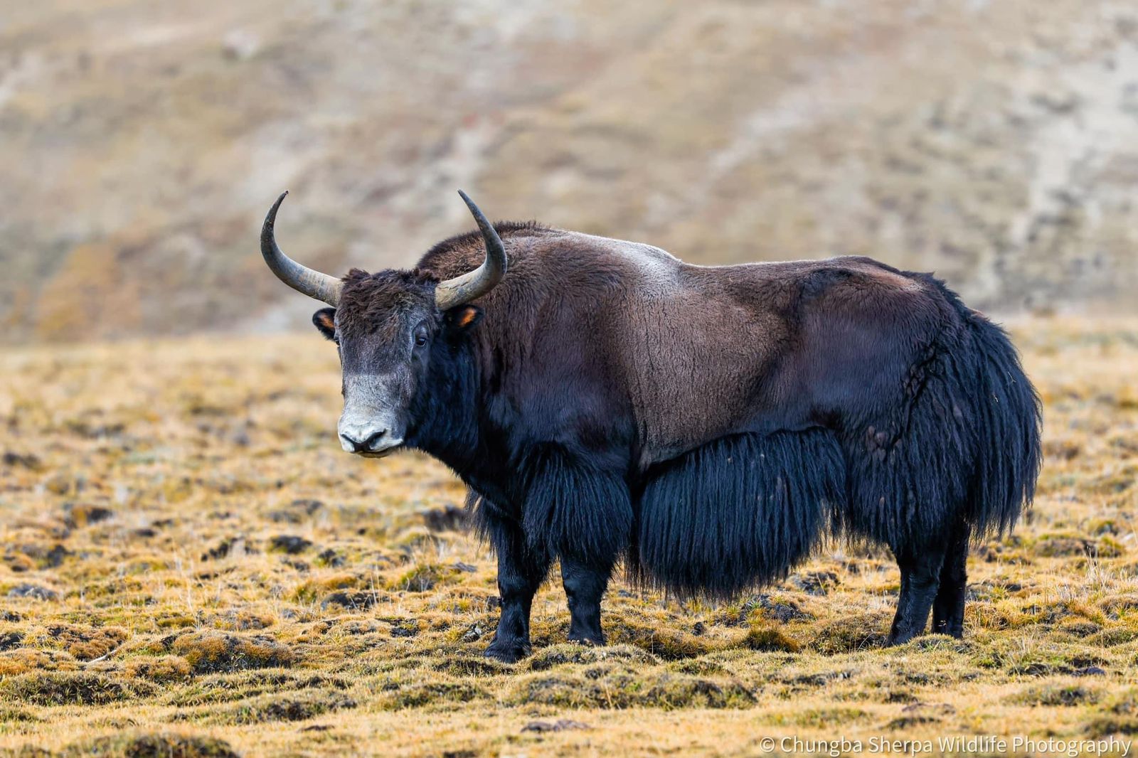 wild yak in humla chungba1663664432.jpeg